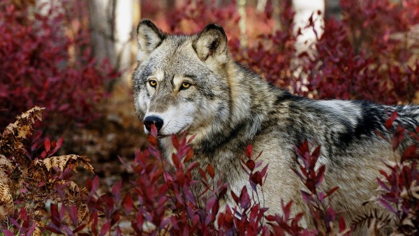 Широкоформатные обои hd бесплатно волк в лесу осенью в красной листве скачать