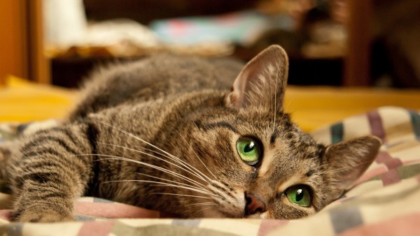 Фото прекрасной кошечки с красивыми глазками