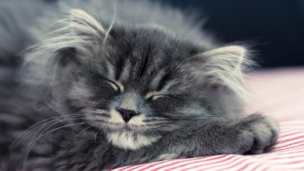 Пушистая кошка спит широкоформатные обои hd бесплатно