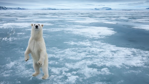 Широкоформатные обои hd белого медведя на льду бесплатно