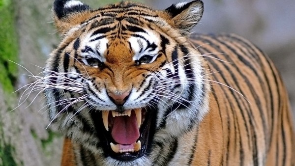 Широкоформатные картинки тигра на охоте бесплатно