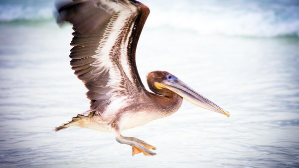 Широкоформатные обои hd пеликана водоплавающая птица бесплатно