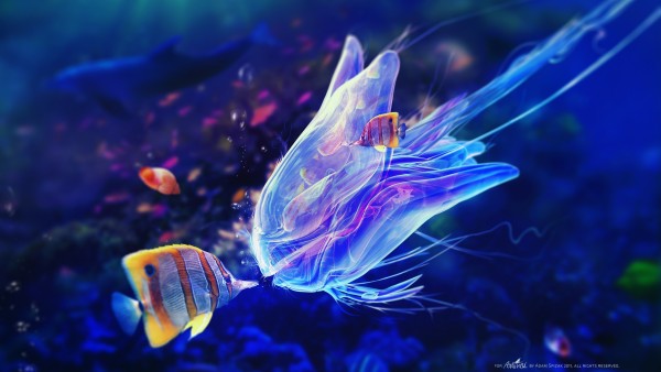 Рыбка и медуза фото