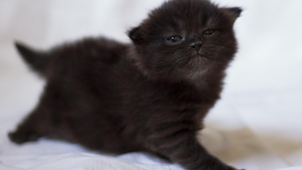 Котенок, черный, фотосессия, детеныш, милый, картинки, заставки