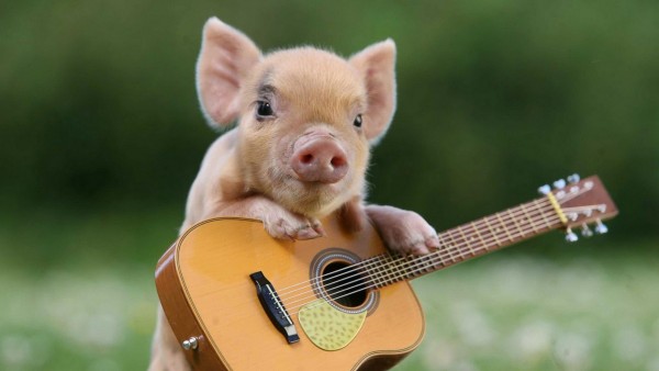 Свинка с гитарой прикольные смешные обои hd на рабочий стол