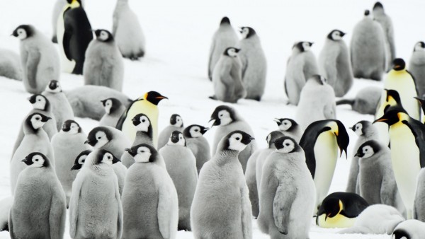 Стая пингвинов высиживает молодое поколение HD обои