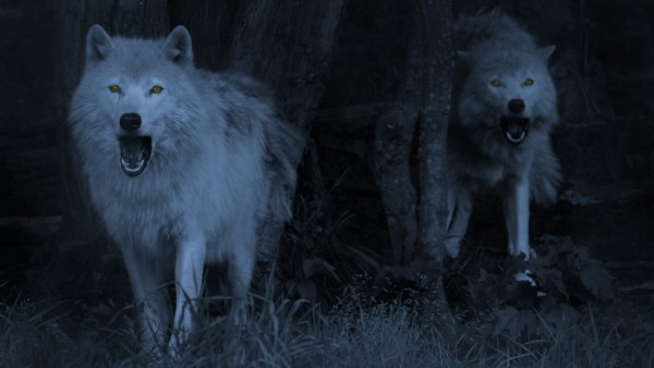 Злые волки в лесу ночью обои hd бесплатно