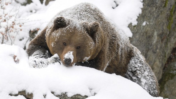 Бурый медведь зимой в лесу обои hd бесплатно