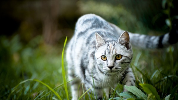 Кот на охоте, котик на лужайке, обои hd, бесплатно