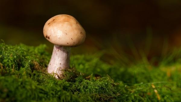 Фото маленького белого гриба в стиле макро