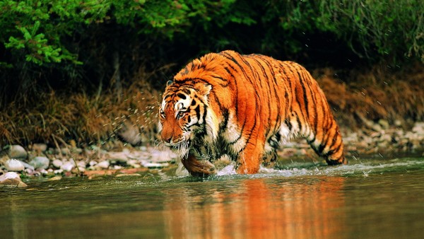Фото тигра в реке высокого качества для рабочего стола скачать