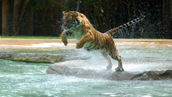 Фото тигра прыгающего в воду высокого качества для рабочего стола скачать
