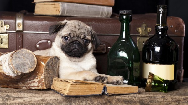 Собака, мопс, книги, натюрморт, вино, обои hd, бесплатно, прикольные, смешные