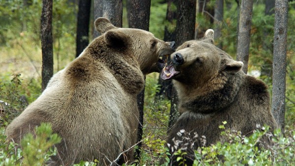 Схватка двух больших медведей в лесу обои hd бесплатно