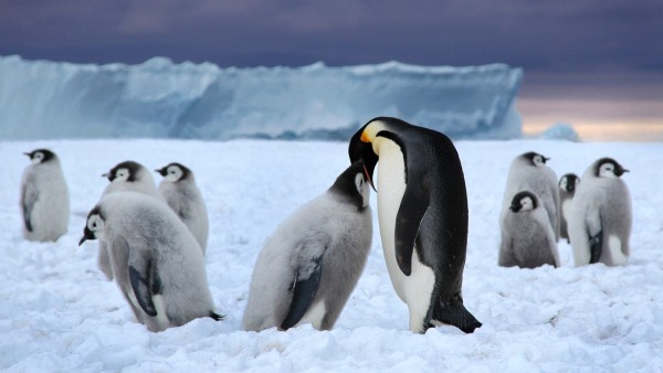 Пингвин, снег, зима, млекопитающее, пингвины, картинки