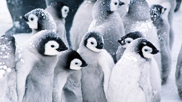 Милые пингвинята на снегу в природе обои hd бесплатно