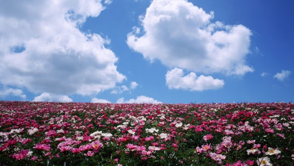 Цветочная поляна, луговые цветы, голубое небо, обои hd, бесплатно