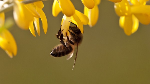 Фото маленькой, работящей пчелки
