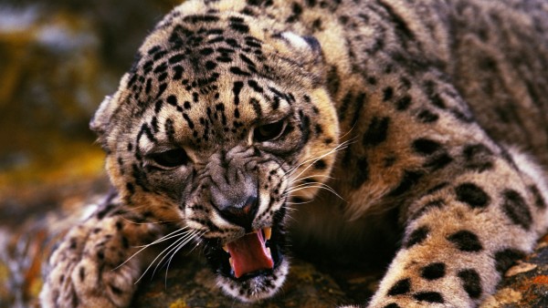 Фото леопарда который защищается 