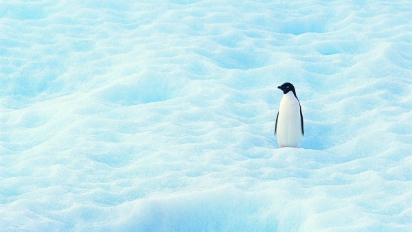 Пингвин одиночка на снежных просторах обои hd бесплатно