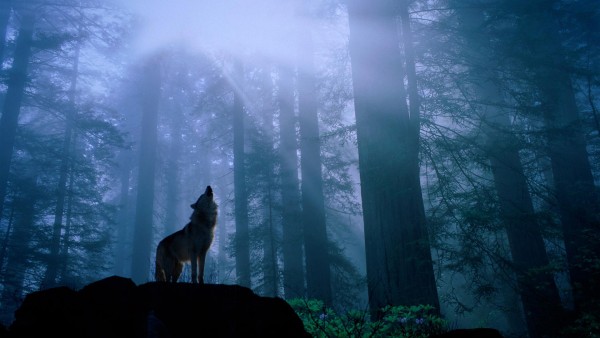 Волк в лесу воет на луну обои hd бесплатно