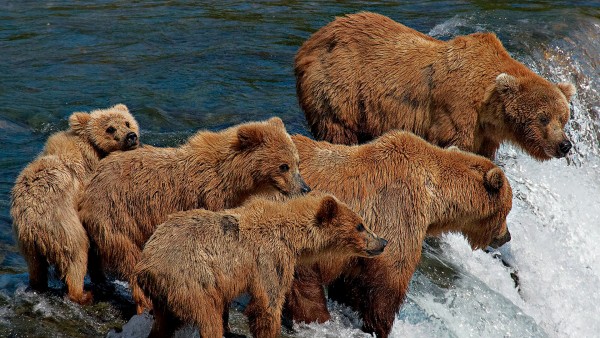 Бурые медведи на горном озере охотятся на рыбу скачать обои
