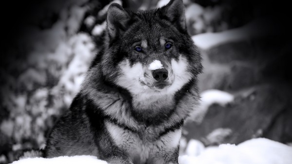 Волк, лес, снег, глаза, чернобелые, обои hd, бесплатно