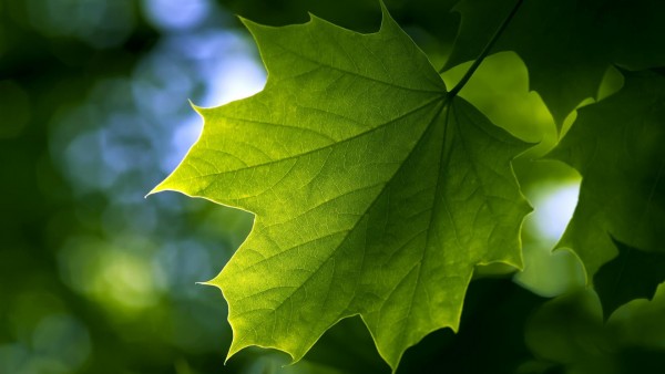 Макро, зеленые листья, кленовый лист, обои hd, бесплатно