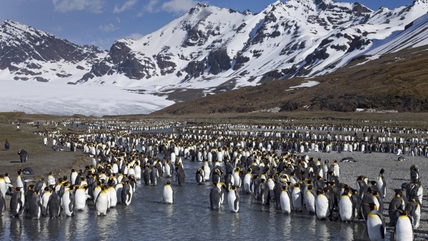 Пингвины, горы, берег, снег, небо, обои hd, бесплатно