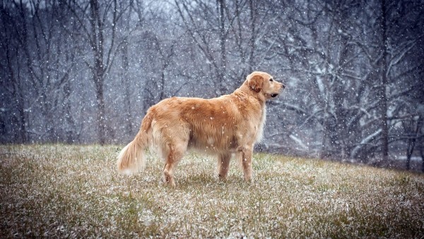 Собака, падающие снежинки, обои hd, бесплатно
