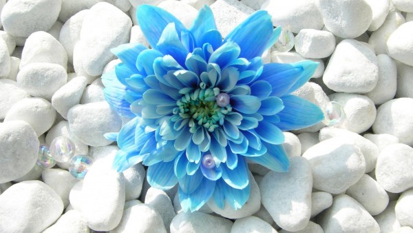 Голубой цветок на фоне белых камней обои на рабочий стол