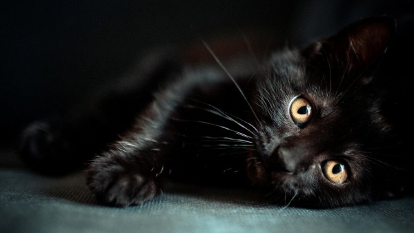 Симпатичный, одинокий, черный котенок, фоны, заставки