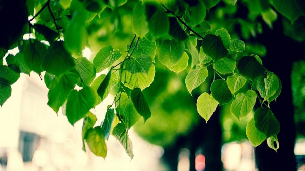 Зеленое дерево, листья, обои для рабочего стола