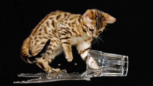 Фото с кошкой перевернувшей стакан с водой