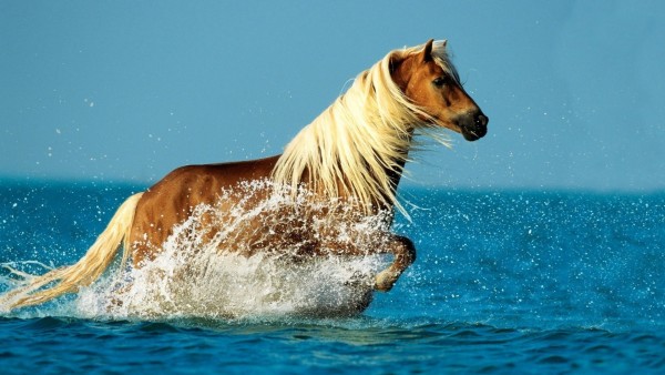 Удивительное фото великолепной лошади