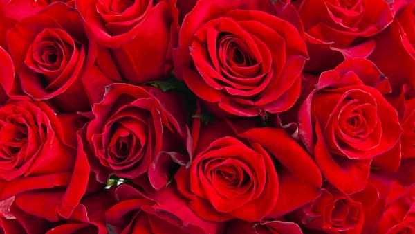 Фоны красных роз большого количества скачать на рабочий стол