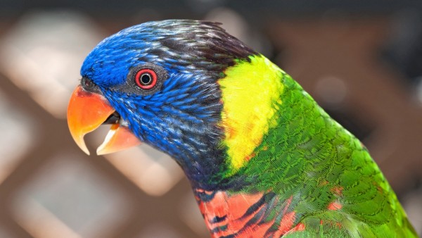 Широкоформатное фото разноцветного попугая