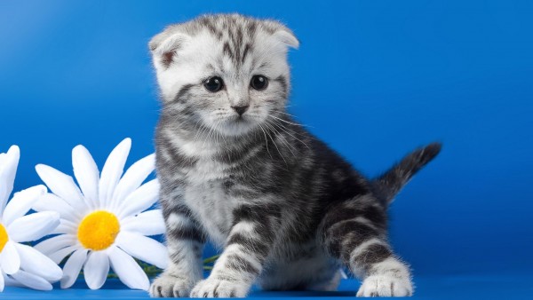 Котенок полосатый, цветок, ромашка, милый, пушистый, мордочка, фото, картинки