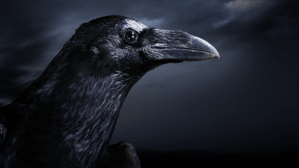 Картинка прекрасного черного ворона