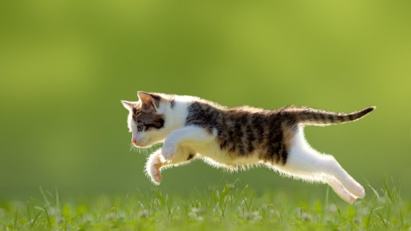 Котенок, трава, прыгать, милые животные, фоны, заставки