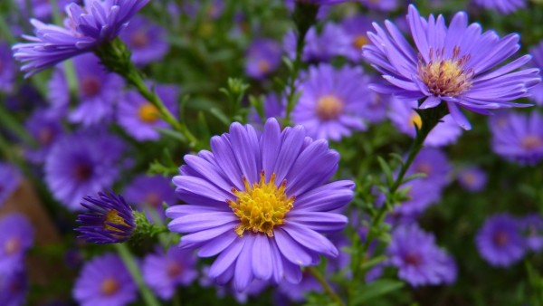 Фото нежных голубых цветов в стиле макро