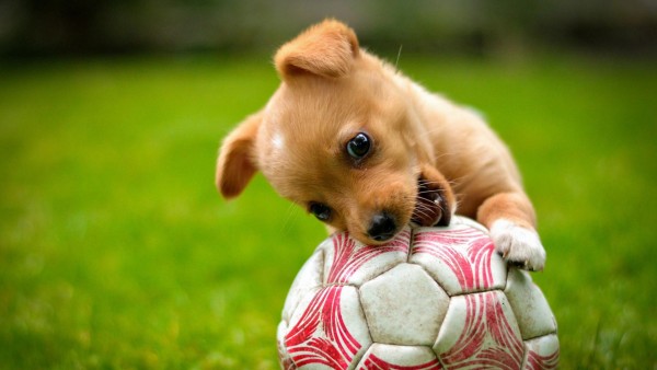 Милый щенок играет в футбол мячиком и грызет его широкоформатные обои