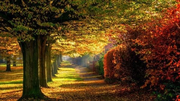 Природа, лес, парк, лес, красочные дороги, сквер, осень, картинки