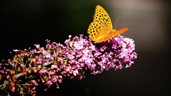 Бабочка в ботаническом саду картинки на рабочий стол