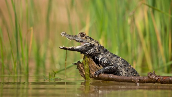 Широкоформатные фото маленького крокодильчика в воде