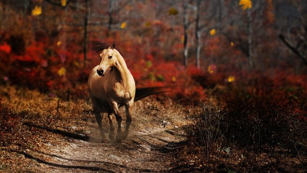 Фотография бегущей по дороге лошади