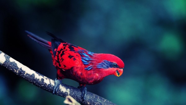 Красивое фото волнистого попугая