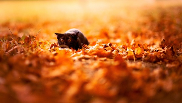 Фотография милого котенка в осенней листве