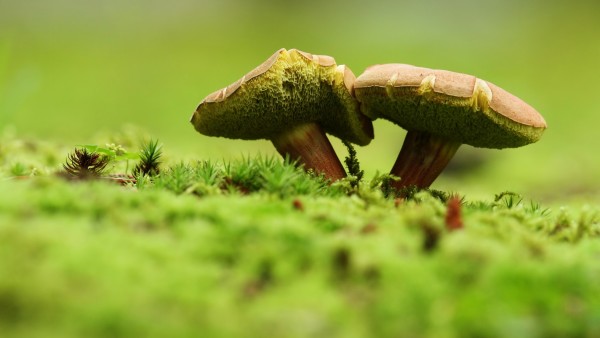 Фото в стиле макро замечательных грибочков
