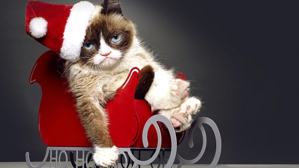 Смешной кот, Новогодний котик, Санта Кот, юмор, праздник, обои для рабочего стола, картинки